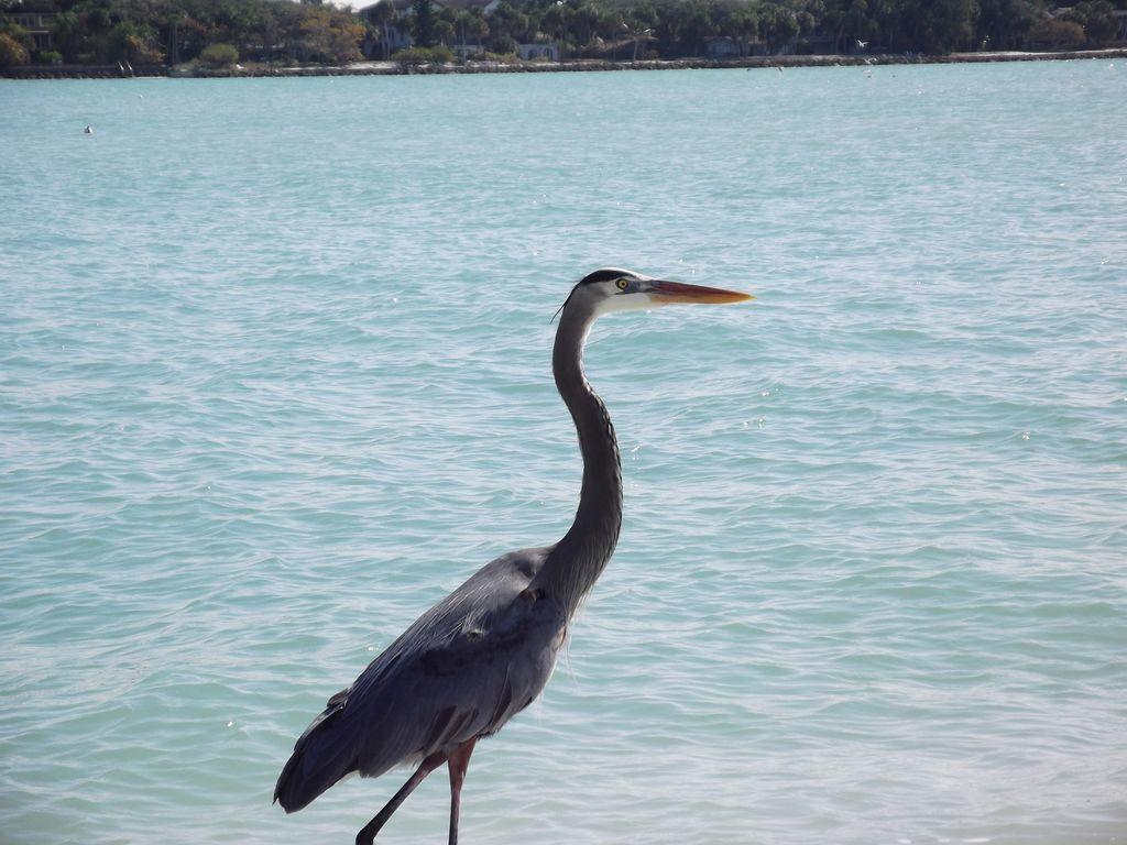 2Br/2Ba Condo Sienna Park Sarasota Buitenkant foto